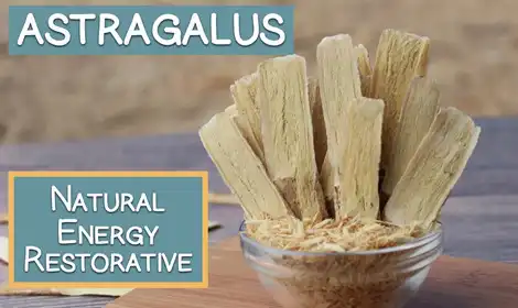 Best Astragalus Extract Powder for Energy and Endurance Support